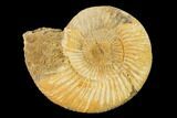 Jurassic Ammonite (Perisphinctes) Fossil - Madagascar #152783-1